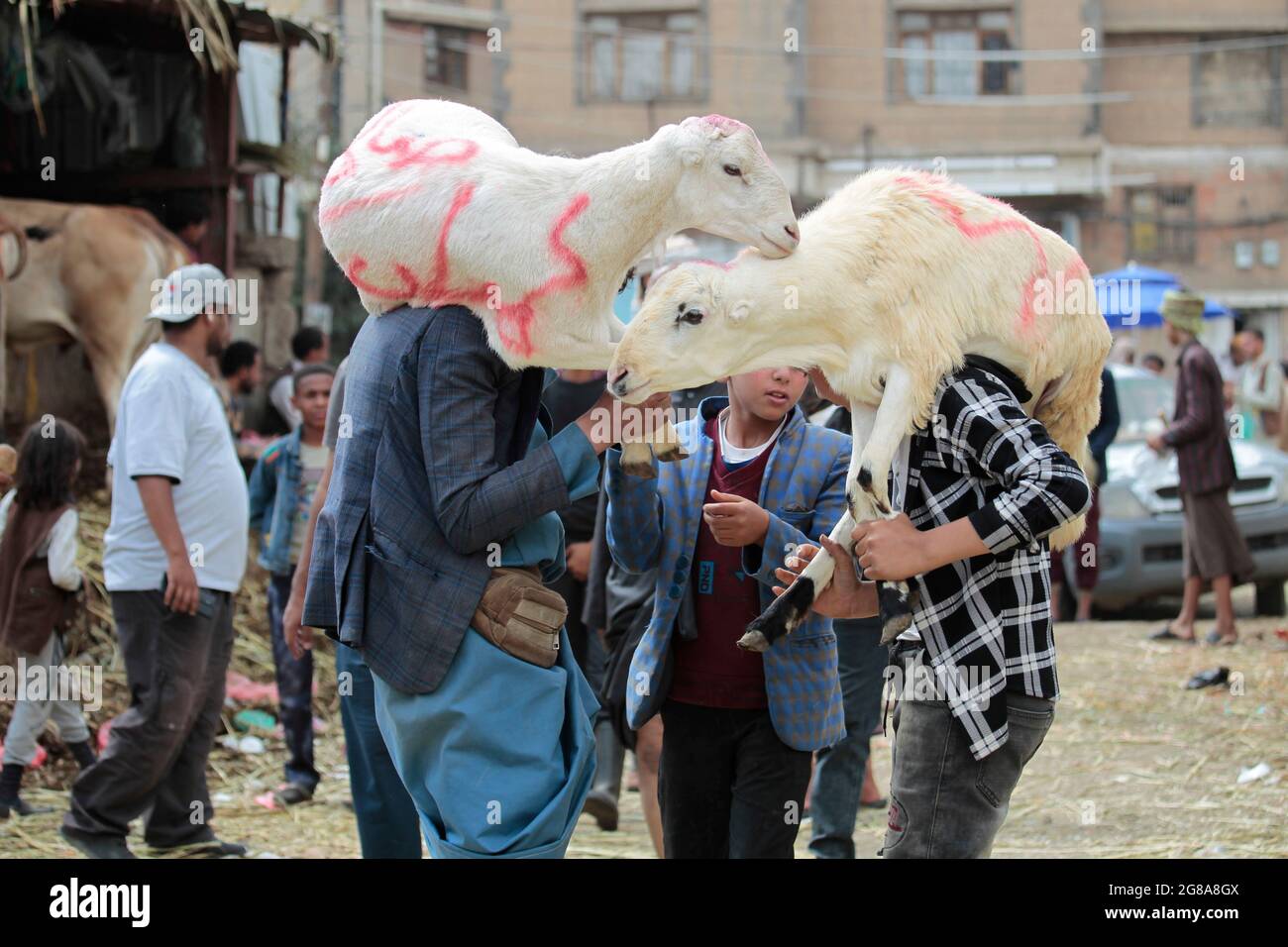 Sanaa, Yemen. 18th July, 2021. Yemeni boys carry sheep on their shoulders as Muslims prepare for the upcoming holiday of Eid al-Adha, or 'Feast of Sacrifice,' at an animal market. Eid al-Adha is the holiest feast in Islam, during which Muslims slaughter cattle and sheep to commemorate the willingness of the Prophet Ibrahim (Abraham) to sacrifice his son Ishmael. Credit: Hani Al-Ansi/dpa/Alamy Live News Stock Photo