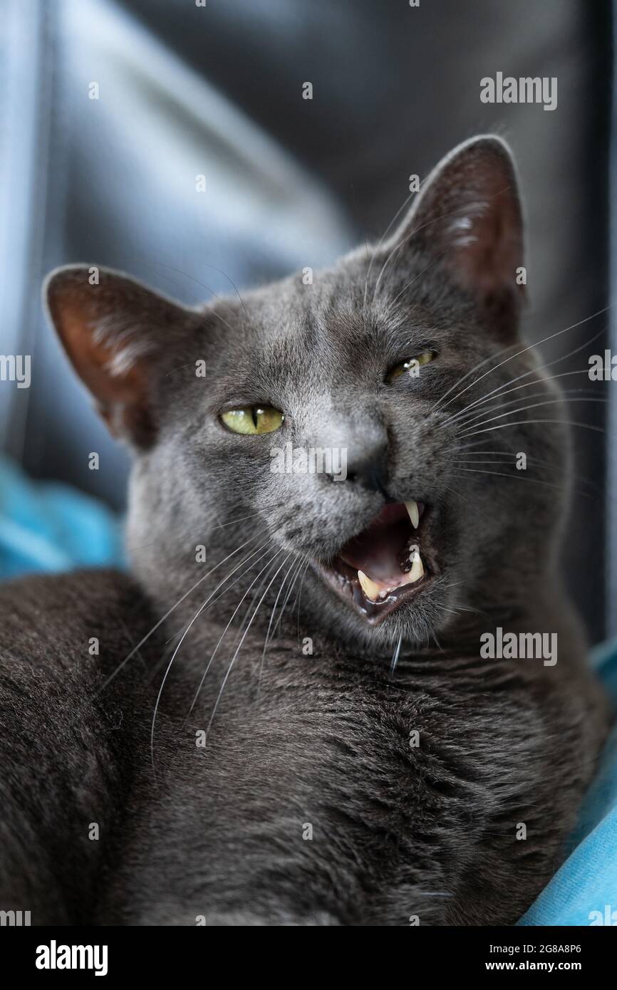 A Grey lazy russian blue cat lying on a coach with quirky open mouth  looking funny Stock Photo - Alamy