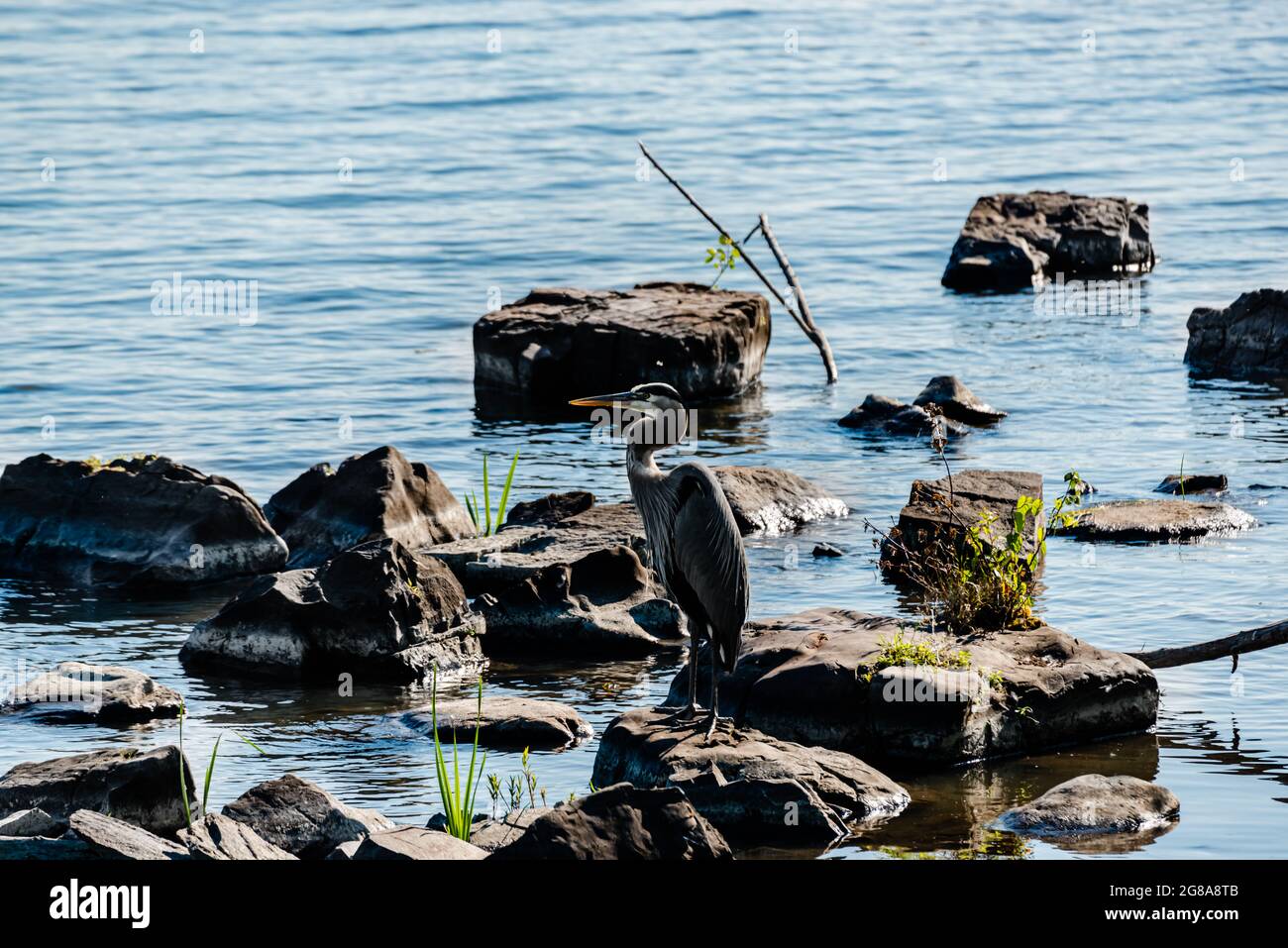 Great blue and white herons by the st. Lawrence river side, different kinds of birds Stock Photo