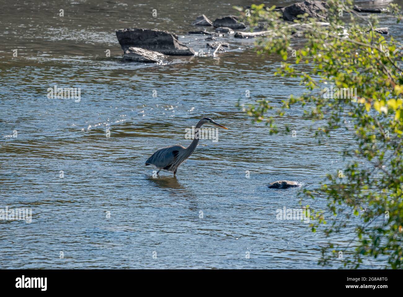 Great blue and white herons by the st. Lawrence river side, different kinds of birds Stock Photo