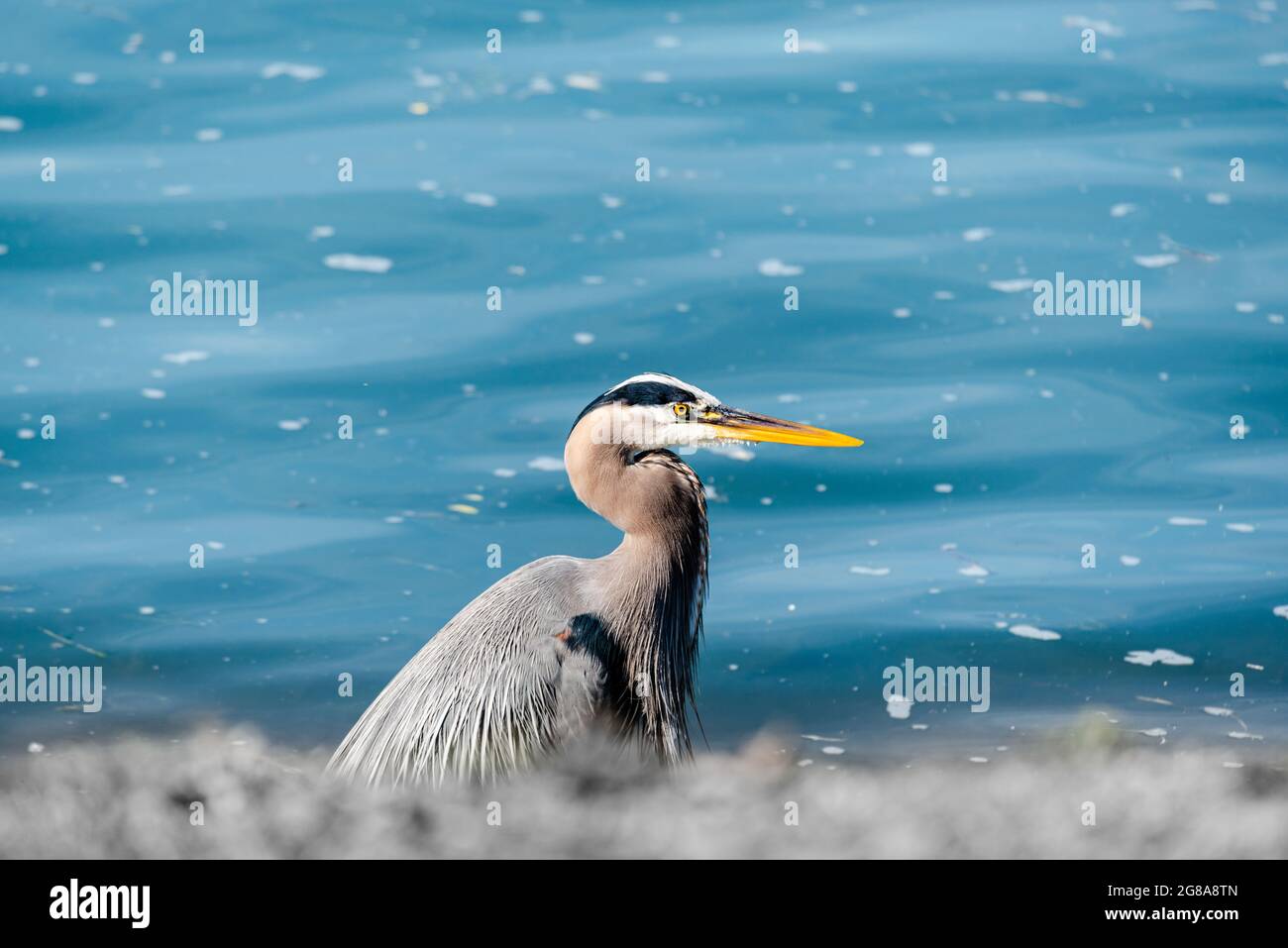 Great blue and white herons by the st. Lawrence river side, different kinds of birds Stock Photo