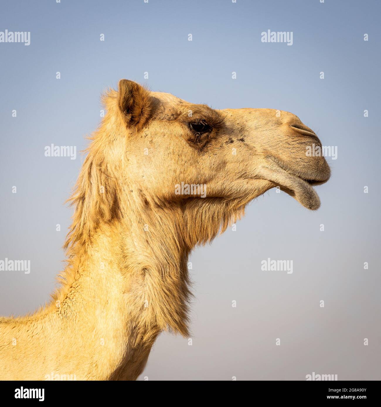 Proud dromedary camel head (Camelus dromedarius) in profile, close-up 1:1 square photo, blue sky in the background. Stock Photo