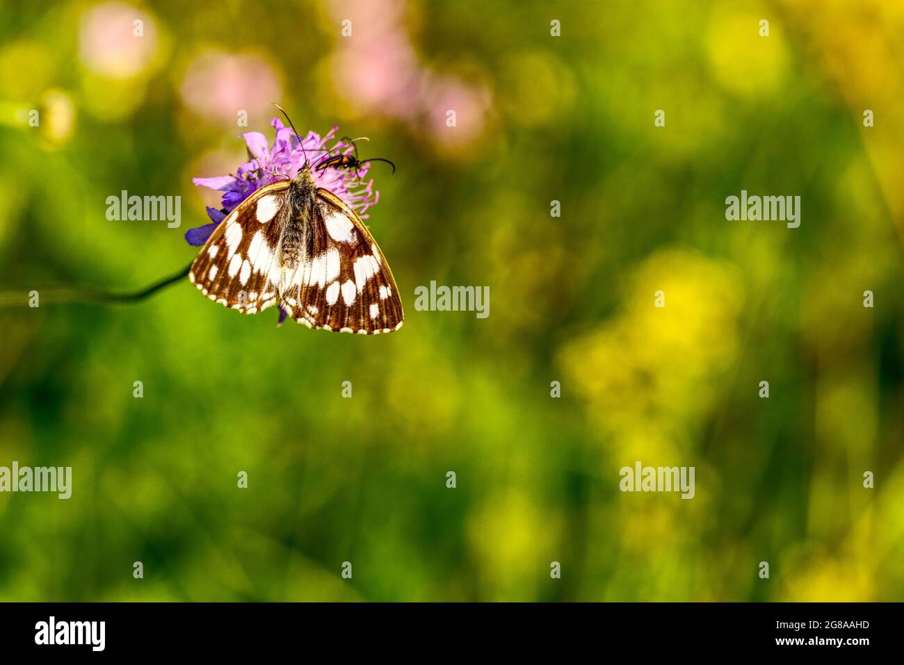 Wildflower flower bloom fauna hi-res stock photography and images - Alamy