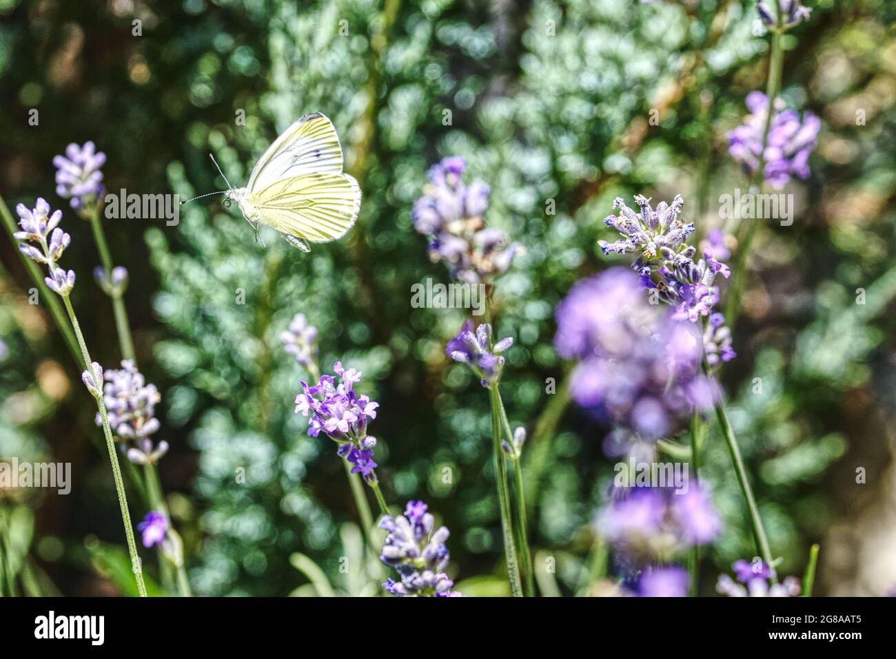 White cabbage butterfly hires stock photography and images Alamy
