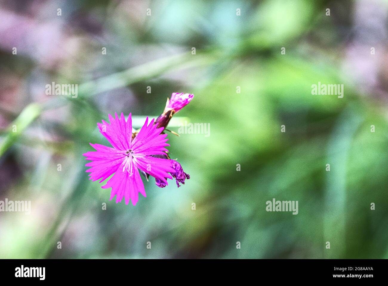 close up of a blooming  wildflower Stock Photo