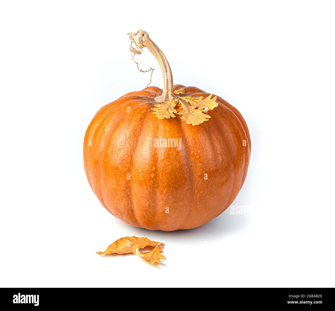Pumpkin with autumn leaves isolated on a white background. Side view ...