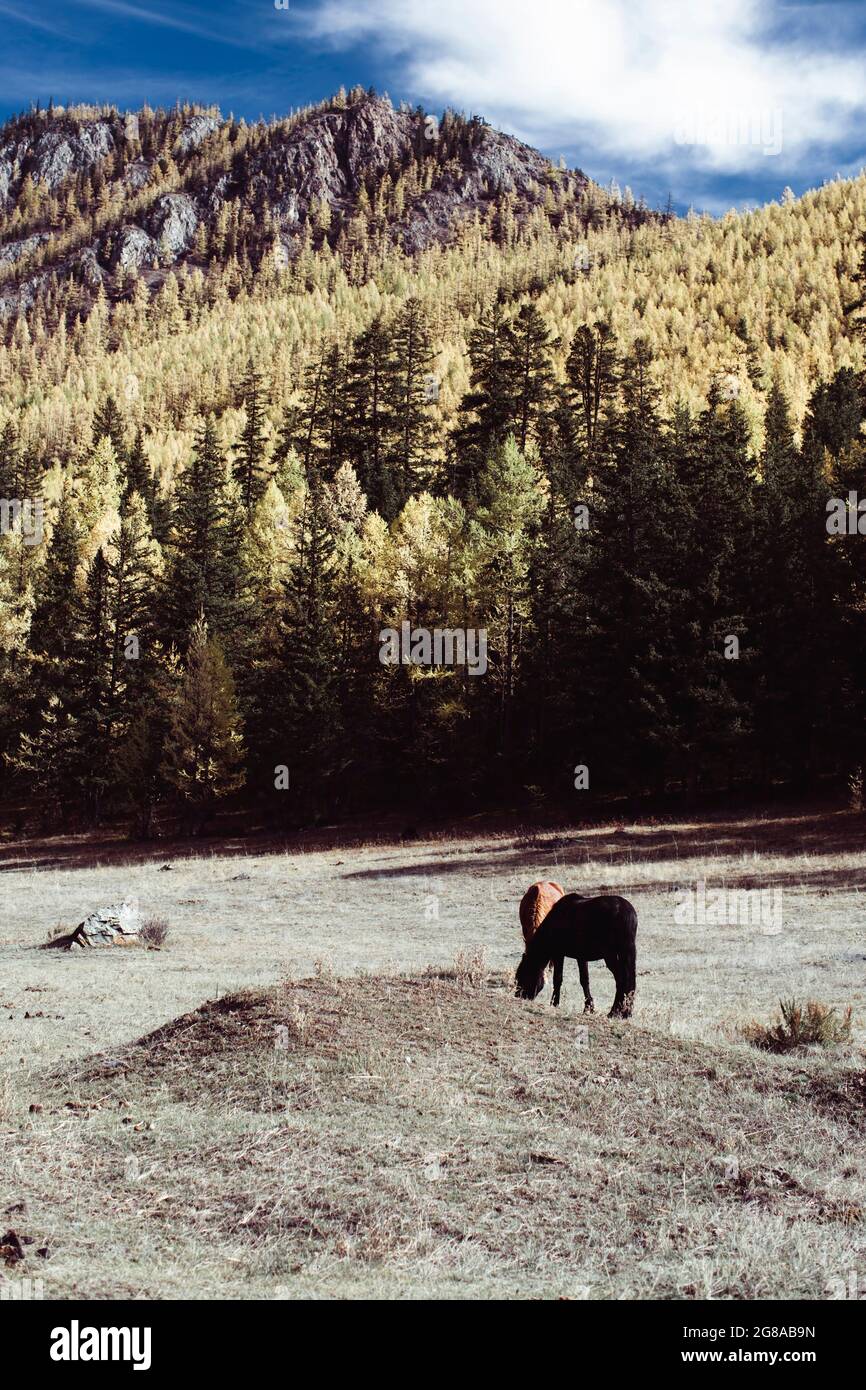 Cattle ranch in foothills of rocky mountains hi-res stock photography ...