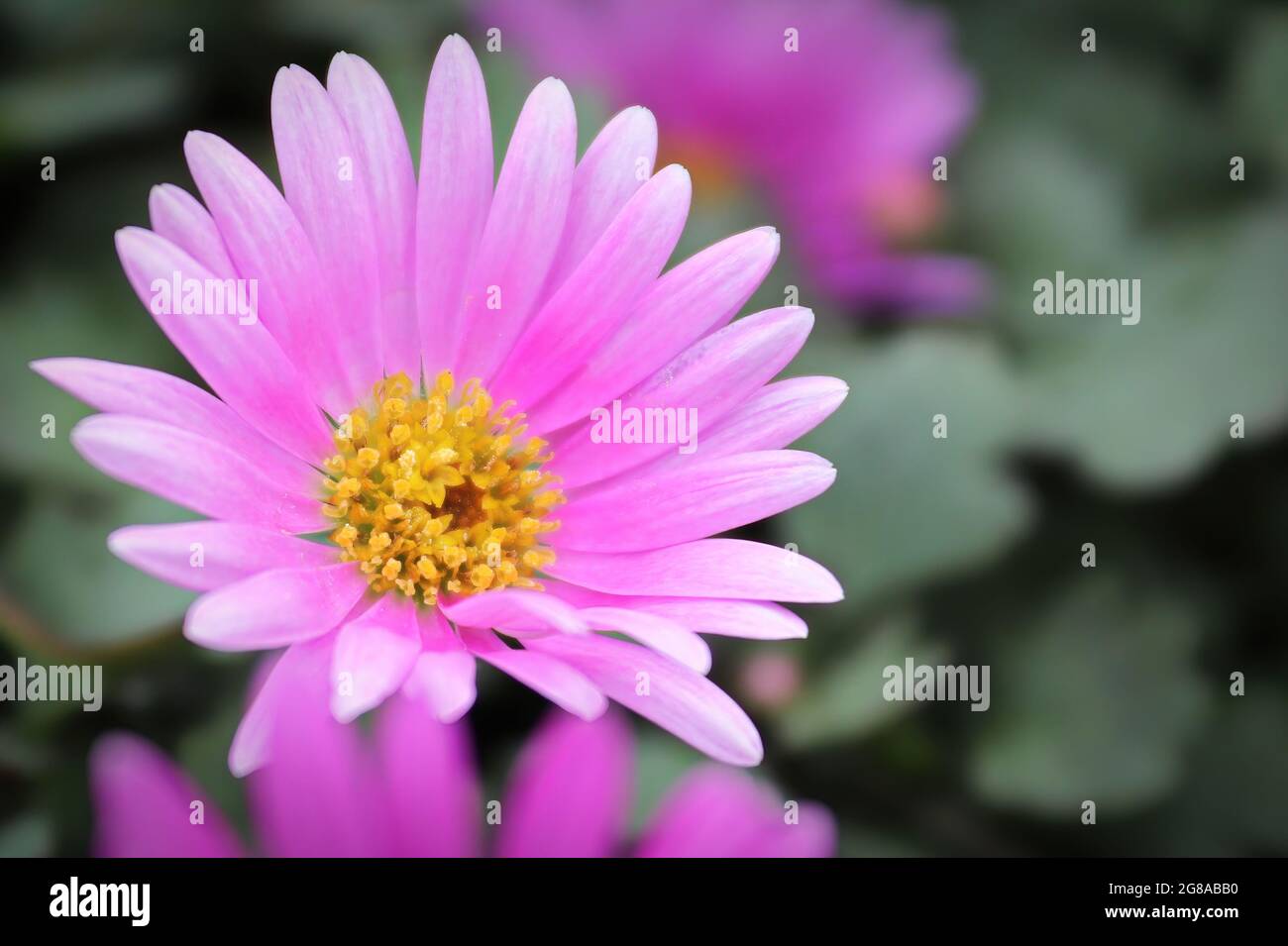 Closeup of a pink Cut Leaf Daisy growing Stock Photo