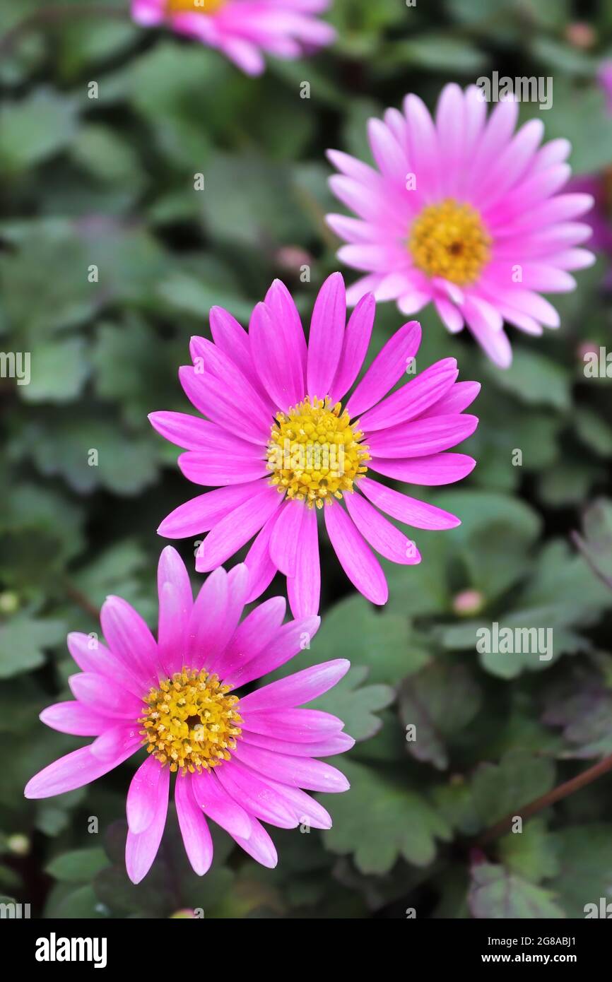 Vertical of three Brachyscome pink flowers growing Stock Photo