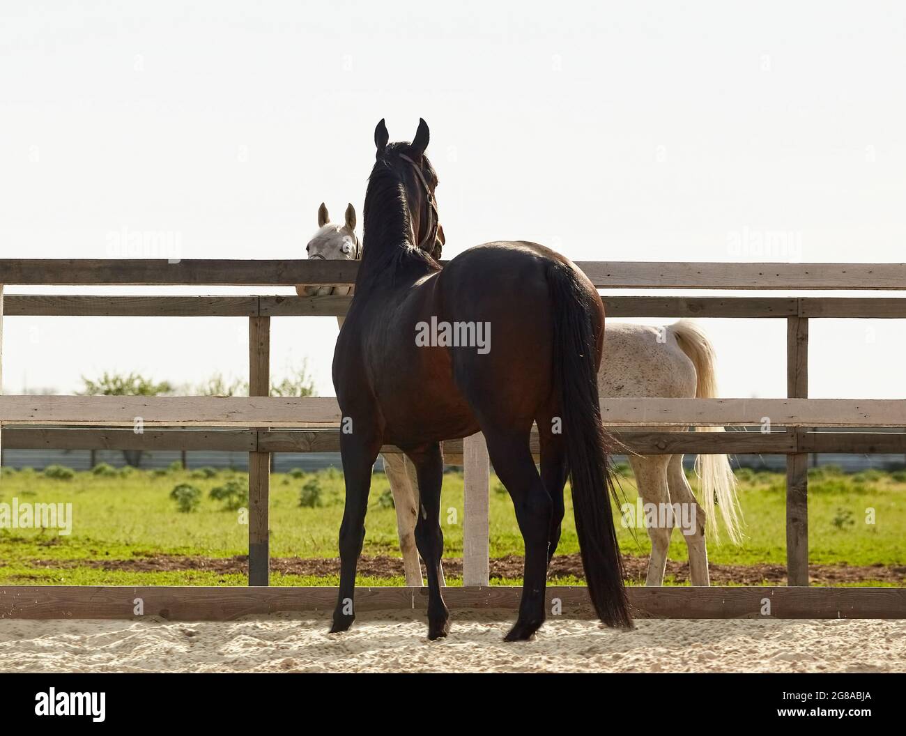 Young stallion walks in a paddock and flirts with a mare Stock Photo