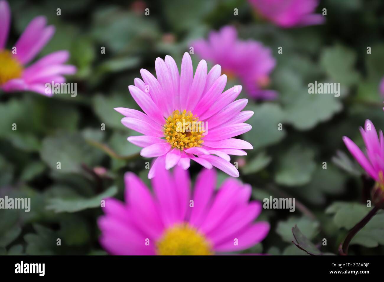 Cut Leaf Daisies growing during the summer Stock Photo