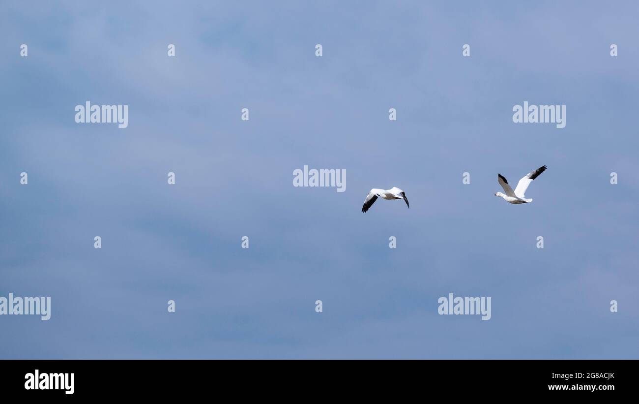 Baie du Febvre, Canada - April 5th 2021: Migration Birds watching at Baie-du-Febvre in Quebec Stock Photo