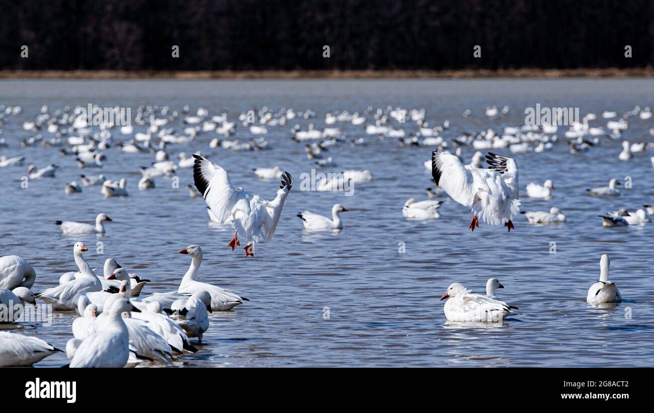 Baie du Febvre, Canada - April 5th 2021: Migration Birds watching at Baie-du-Febvre in Quebec Stock Photo