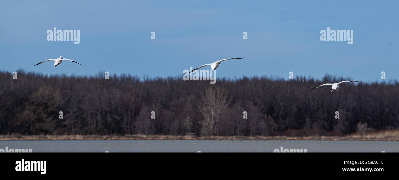 Baie du Febvre, Canada - April 5th 2021: Migration Birds watching at Baie-du-Febvre in Quebec Stock Photo