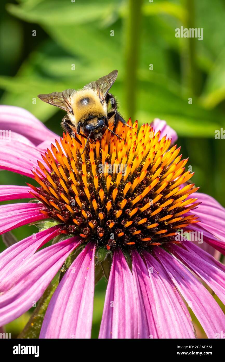 macro view of a fuzzy bee on a purple coneflower Stock Photo