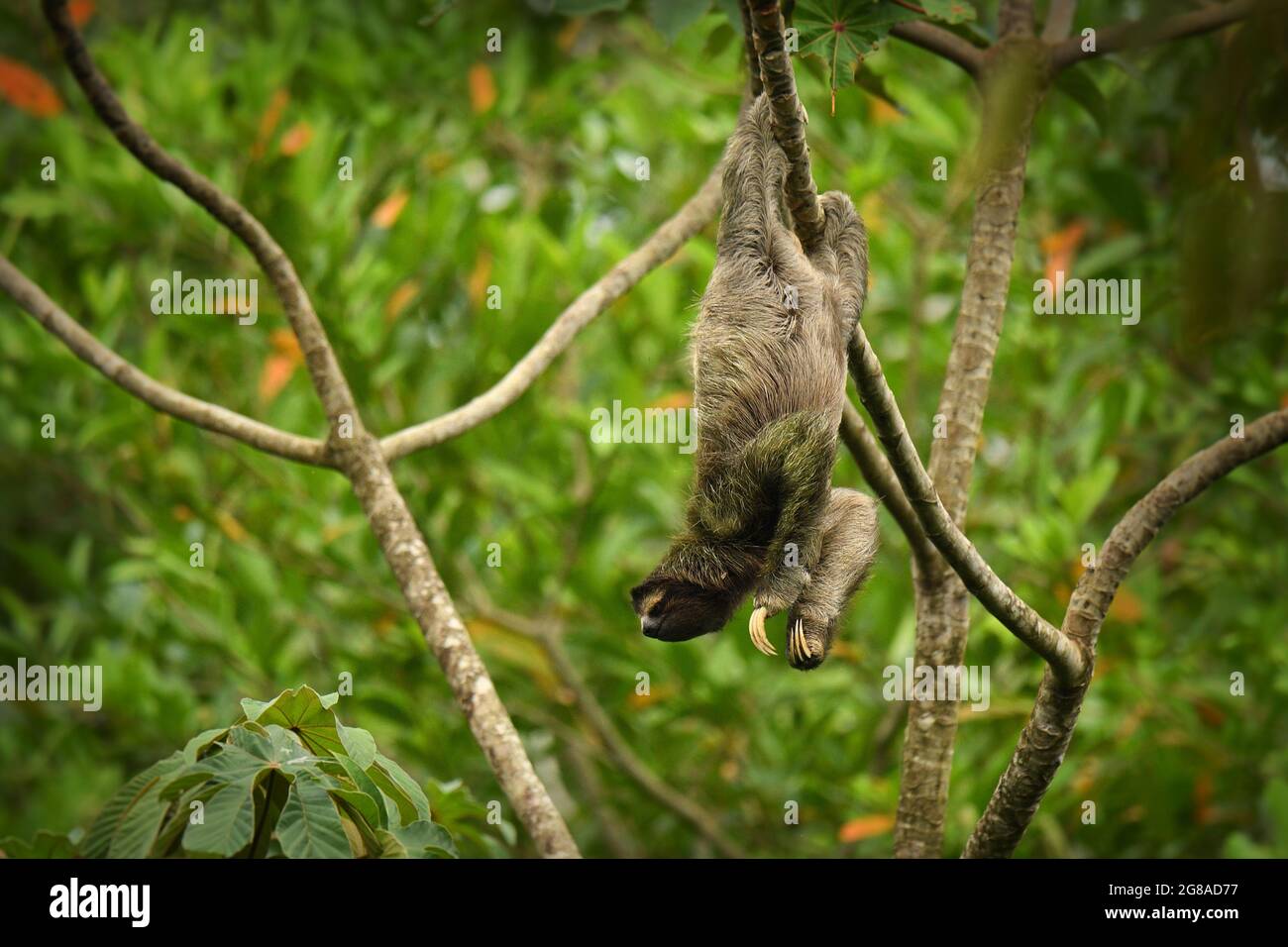 Brown-throated sloth - Bradypus variegatus species of three-toed sloth found in the Neotropical realm of Central and South America, mammal found in th Stock Photo