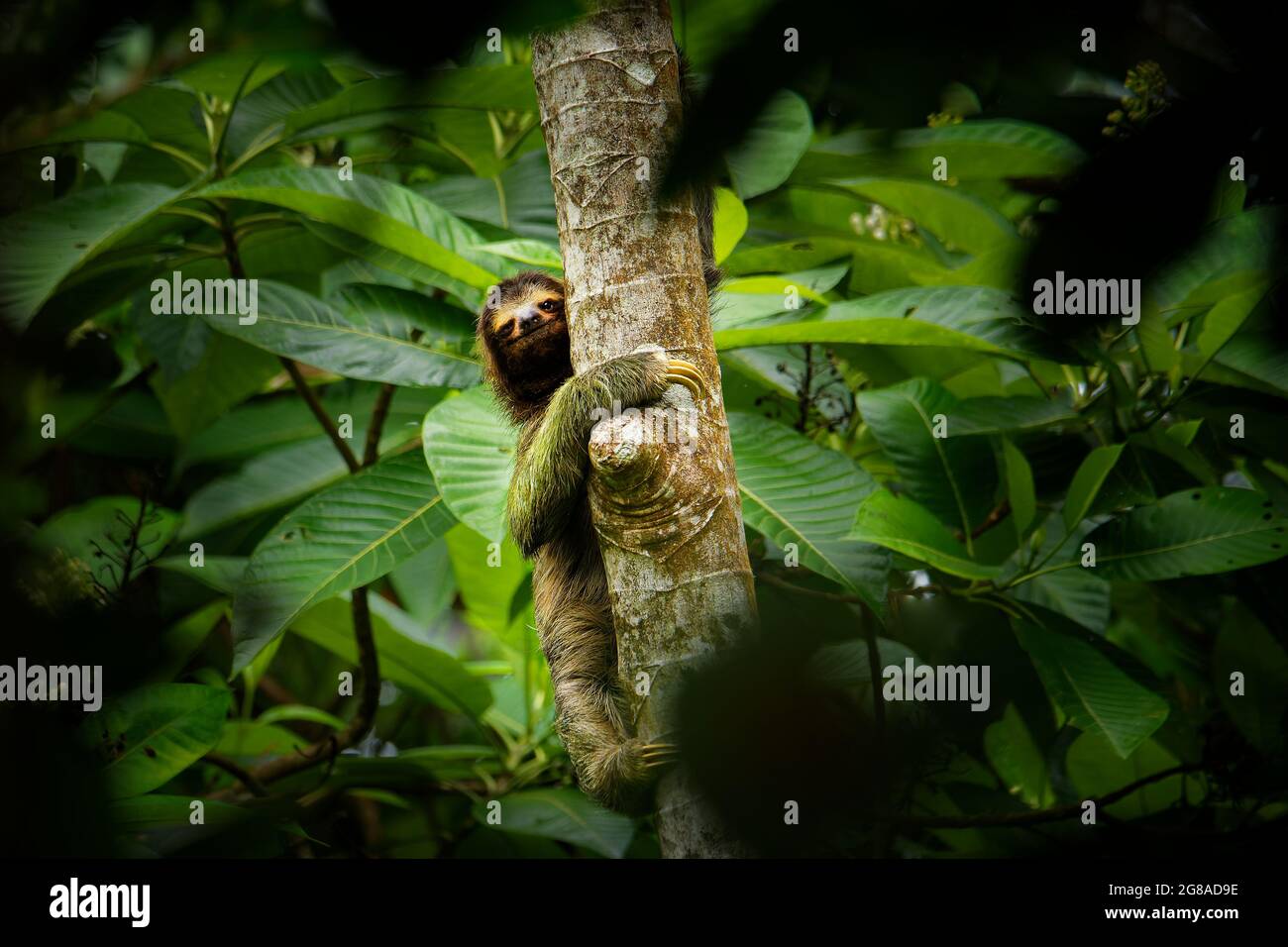 Brown-throated sloth - Bradypus variegatus species of three-toed sloth found in the Neotropical realm of Central and South America, mammal found in th Stock Photo