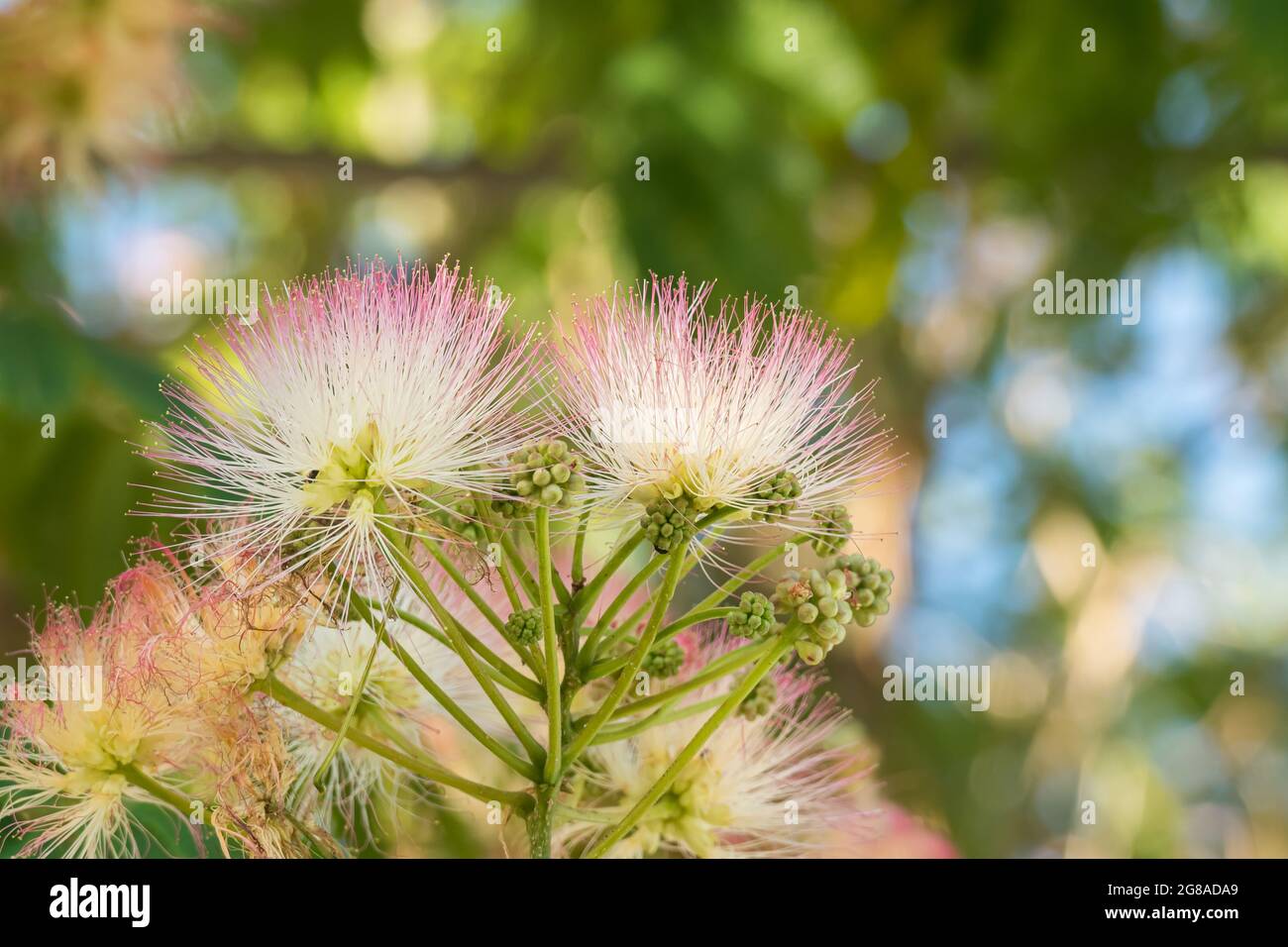 albizia tree flowers close up view on the tree blooming in summer in spain outdoors Stock Photo