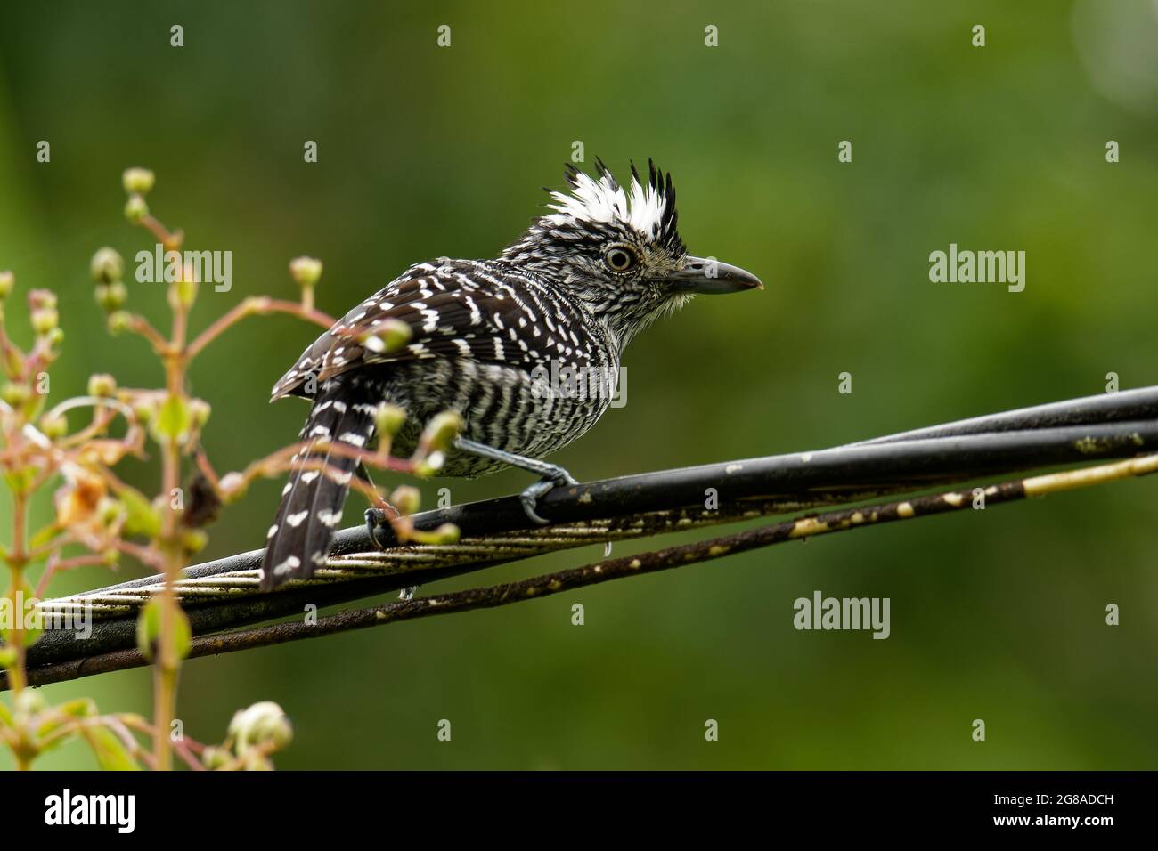 Barred brown feathers hi-res stock photography and images - Alamy