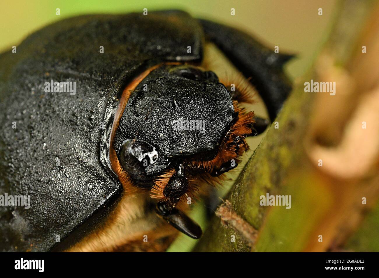 Elephant beetle insects hires stock photography and images Alamy