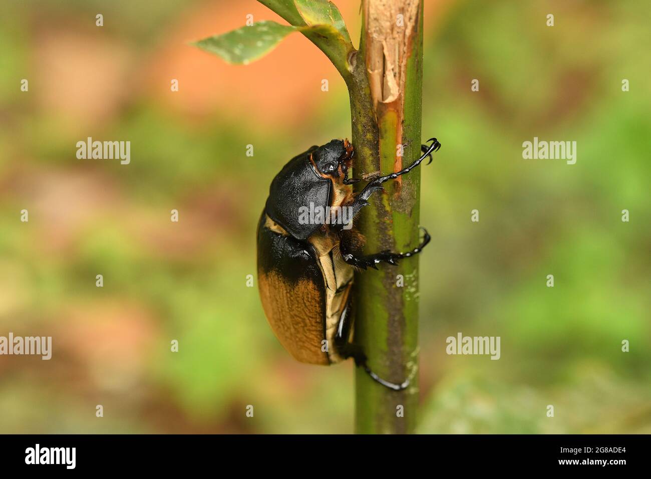 Elephant beetle Megasoma elephas family Scarabaeidae and the