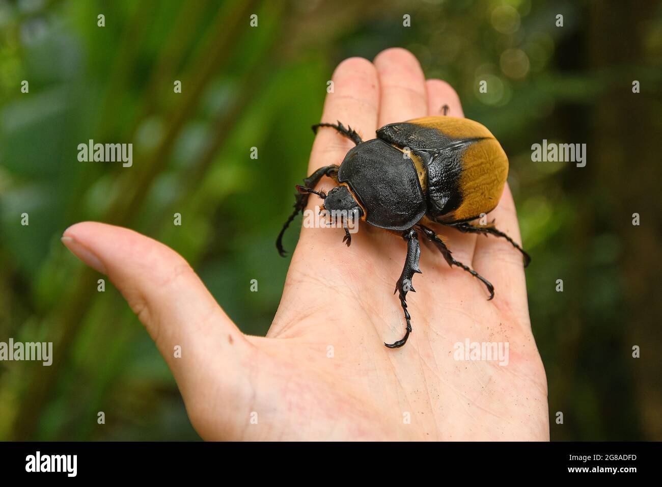 Elephant beetle - Megasoma elephas family Scarabaeidae and the subfamily Dynastinae, Neotropical rhinoceros beetles,  in southern Mexico, Central Amer Stock Photo