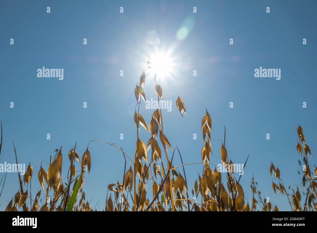 A field of oats growing in Suffolk, UK. Stock Photo
