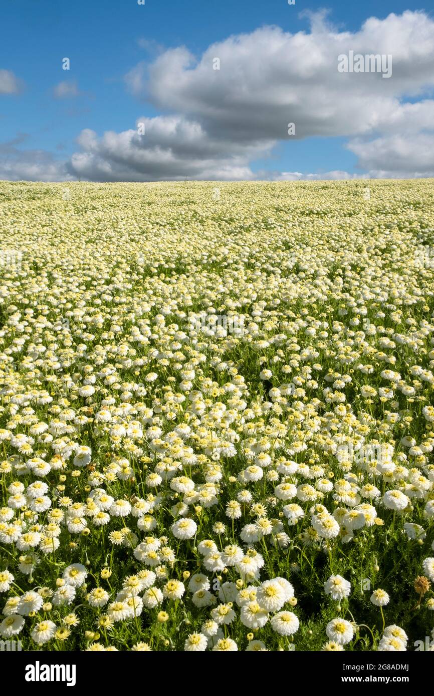 Chamomile farming hi-res stock photography and images - Alamy