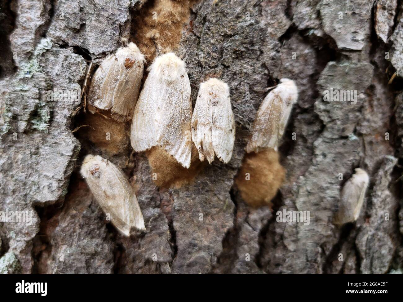 Gypsy Moths Laying Eggs on a Tree Stock Photo Alamy