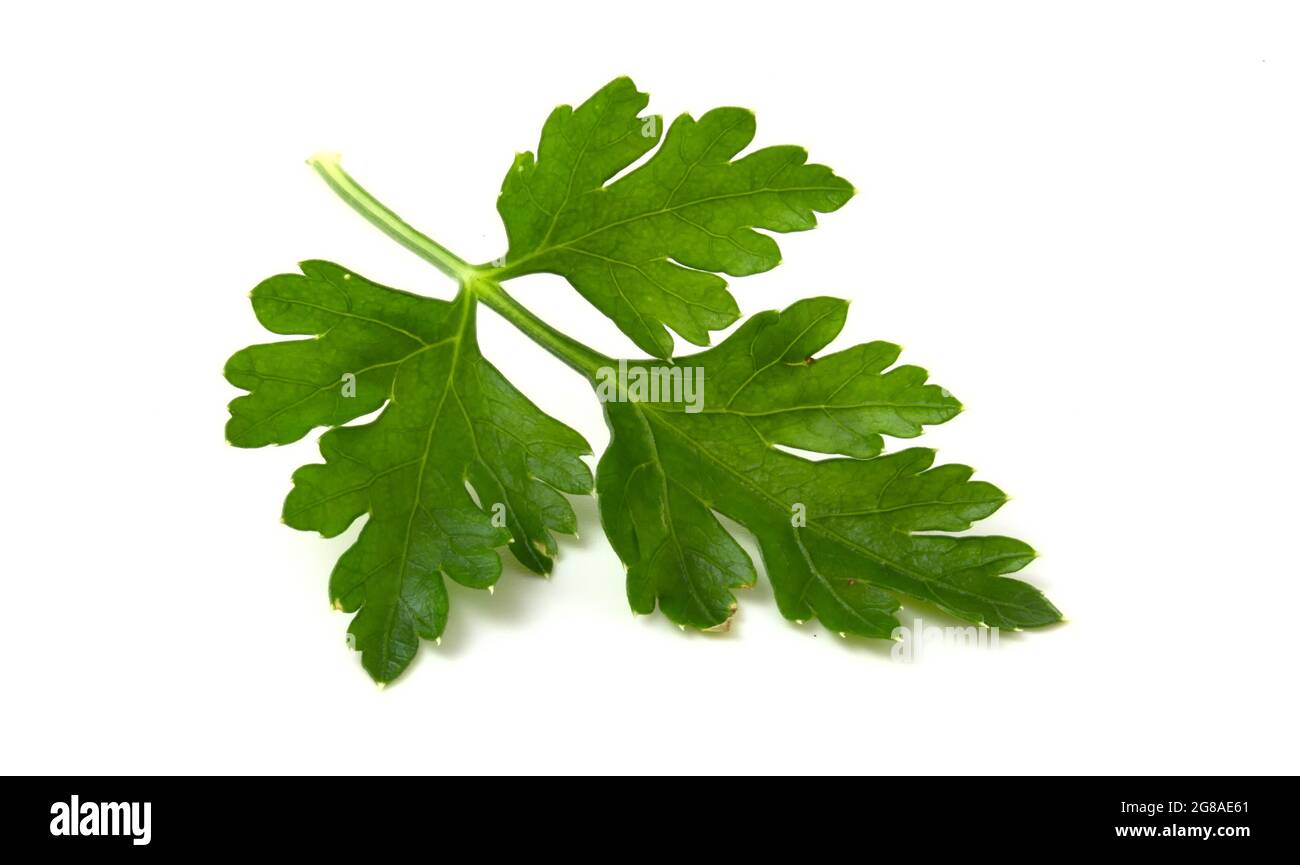 A branch of fresh green parsley lies isolated on a white background ...