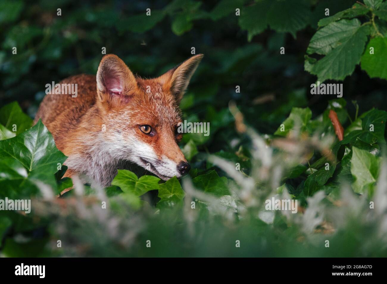 Fox cub Stock Photo