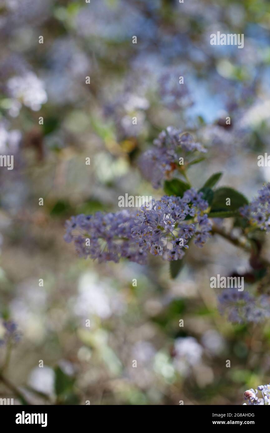 Purple blooming raceme inflorescences of Hairy Buckbrush, Ceanothus Oliganthus, Rhamnaceae, native in the Santa Monica Mountains, Springtime. Stock Photo