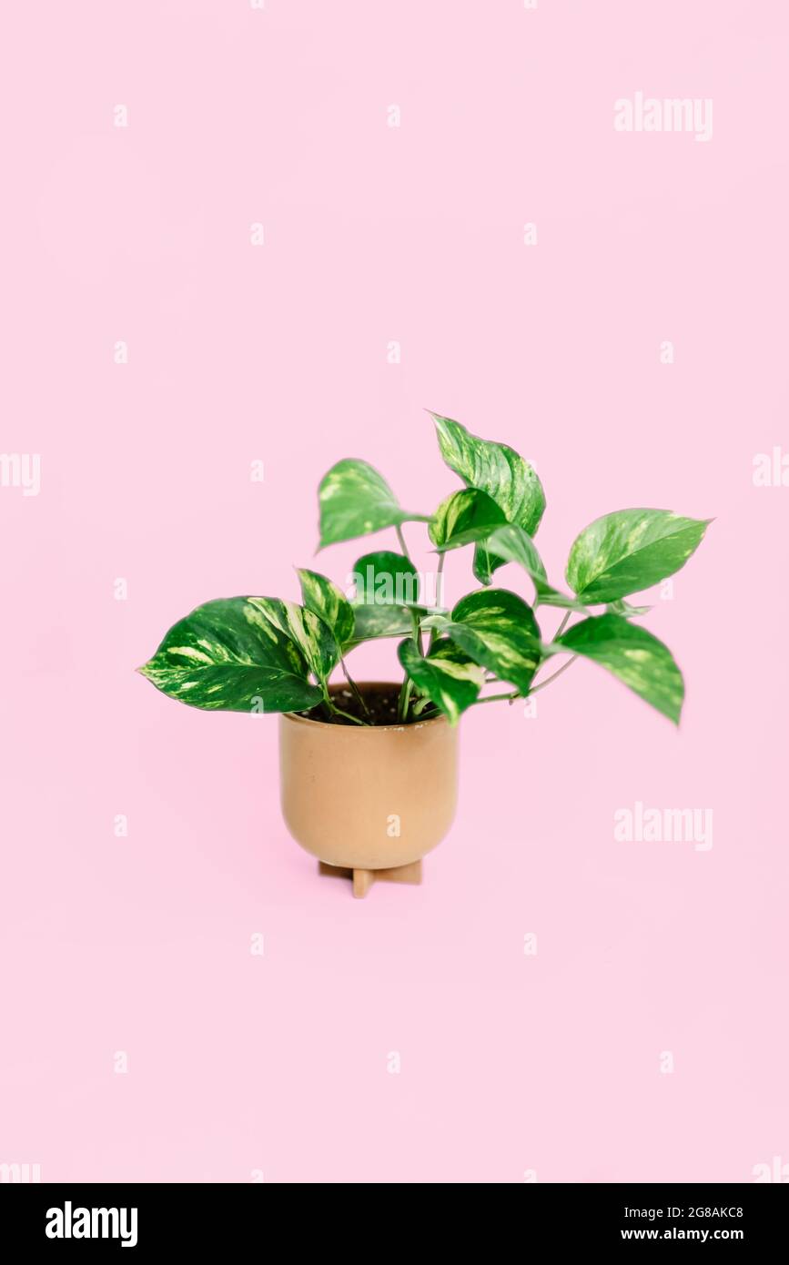 golden pothos plant in water Golden Pothos in Water Based Pudding Jar main image 1