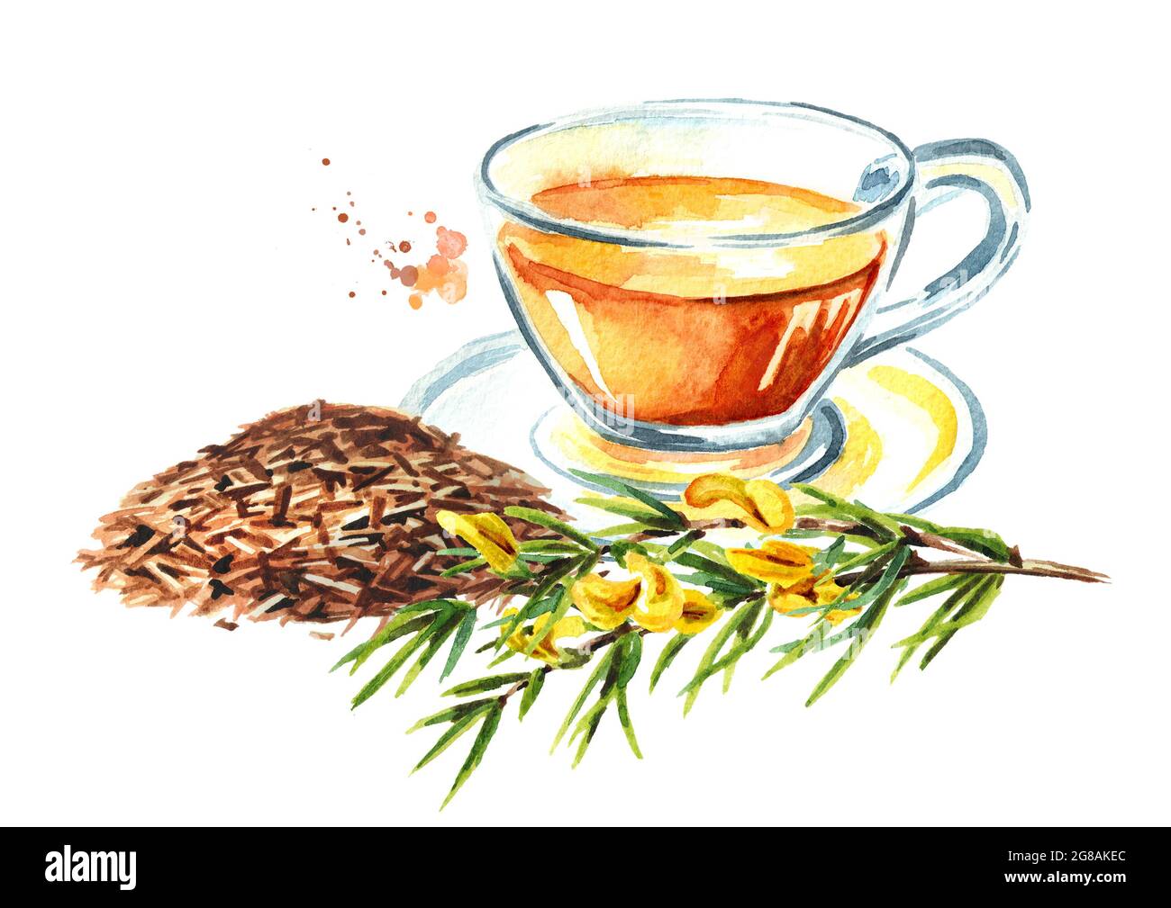 Heap of dry rooibos healthy organic tea and glass cup with branch of the  rooibos plant. Watercolor hand drawn illustration isolated on white  backgrou Stock Photo - Alamy