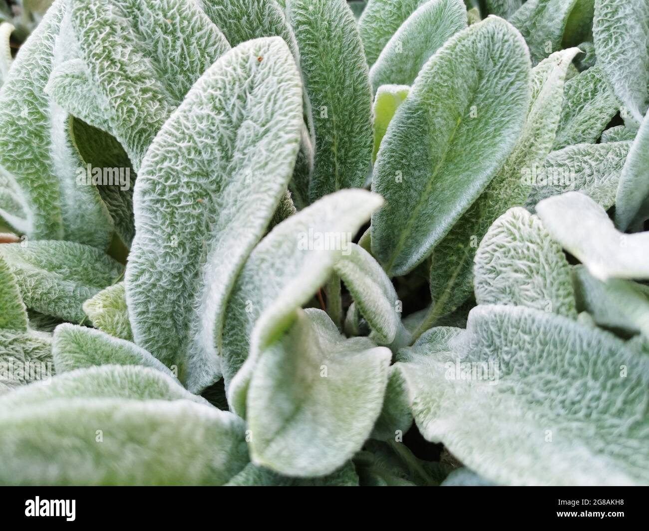 Lambs ear leaves hires stock photography and images Alamy