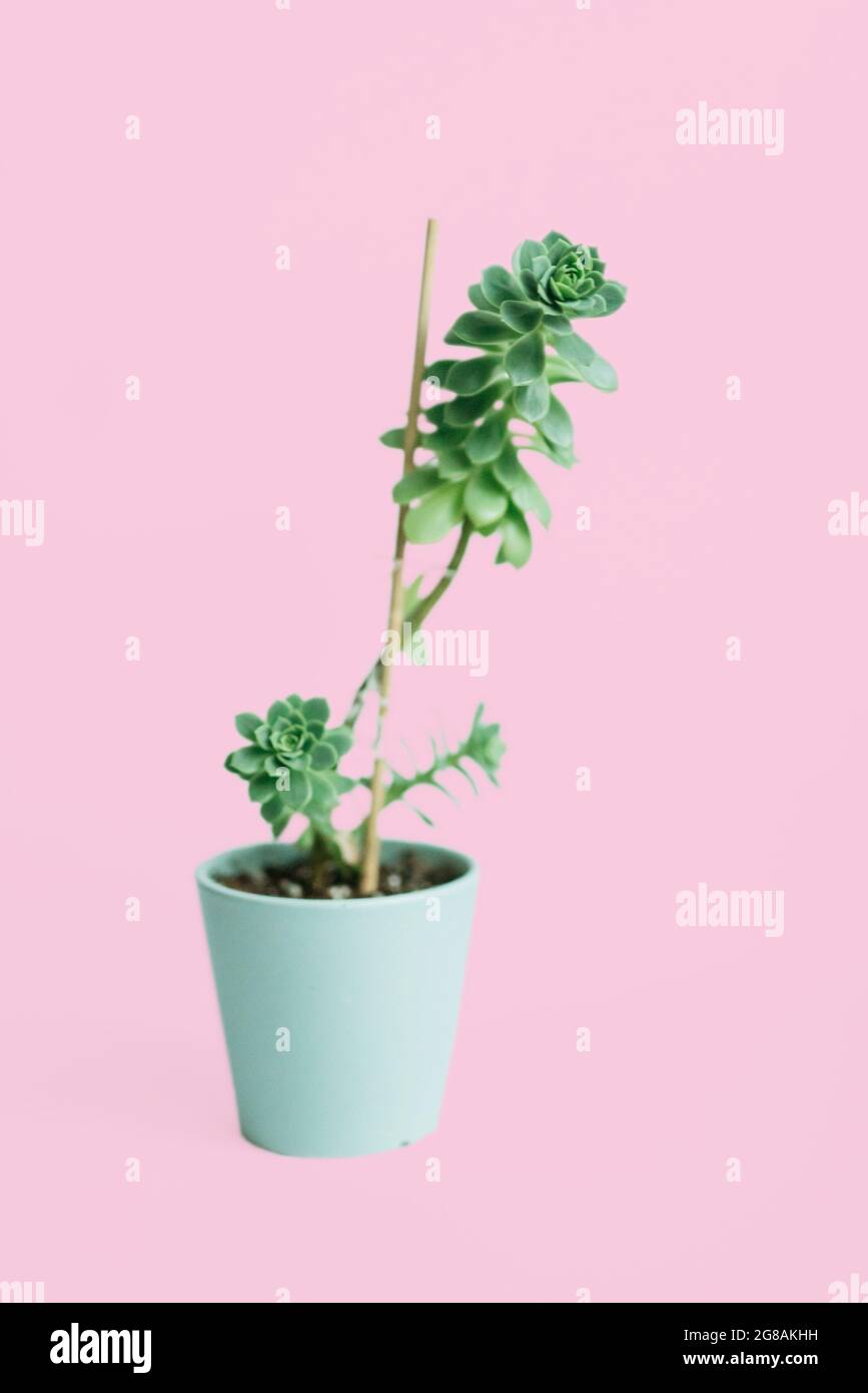 zz plant care ZZ Plant: Easy Live Houseplant - (6 Pot)  Easy Plant Care  Zamioculcas  Zamiifolia - Low Maintenance House Plant for Home & Office