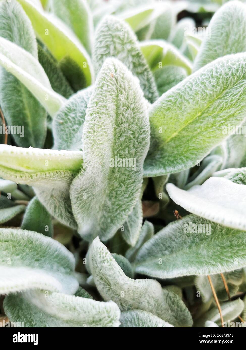 A closeup of lamb'sear (Stachys byzantina) plant leaves under the