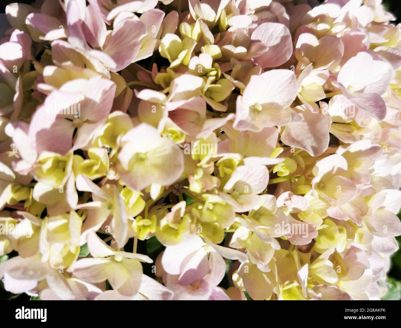 A closeup of beautiful pink and yellow hortensia (Hydrangea) flowers ...