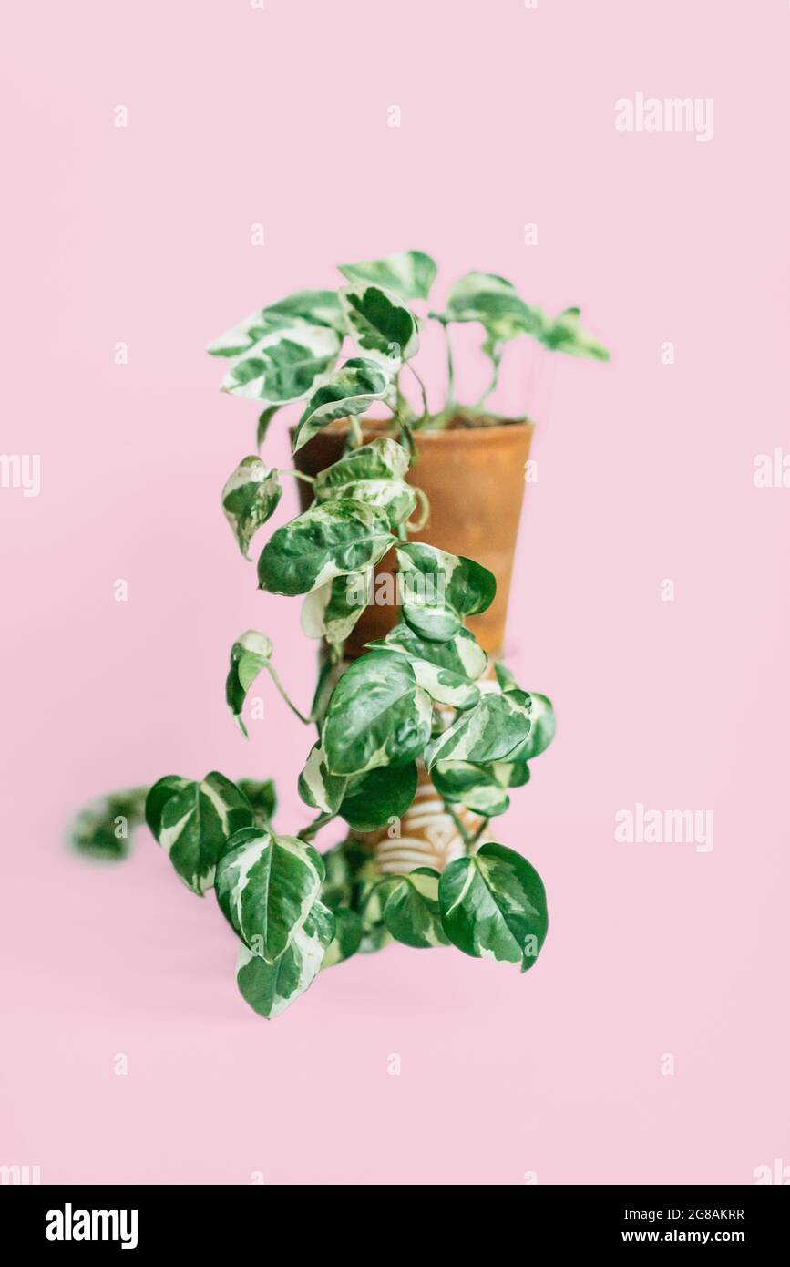 Pothos N Joy vining potted houseplant isolated on pink background Stock  Photo - Alamy