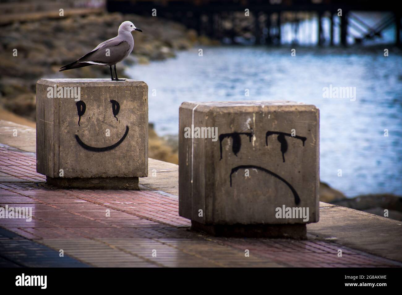 Two concrete cubes with happy and sad faces drawings and s seagull over