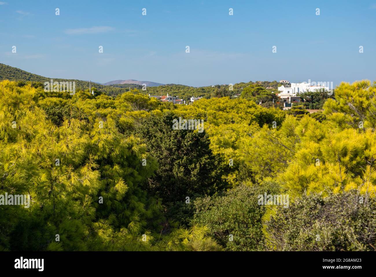 Pine and juniper green trees and bushes, landscape near village in Greece. Vibrant colorful summer view in Mediterranean region Stock Photo