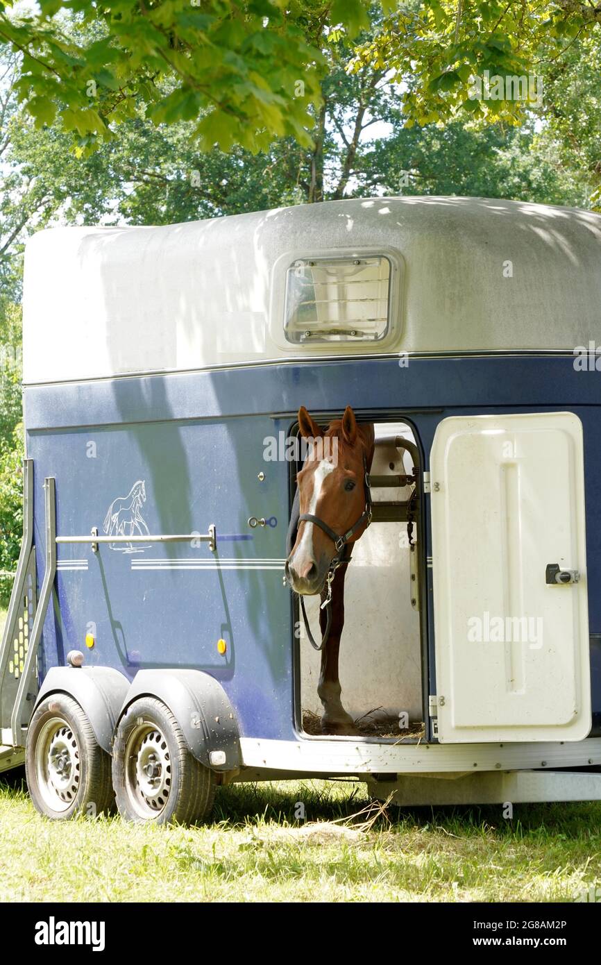 Racing horse looking out of a horse trailer. It is open and parked. The horse is getting ready for a race. Side view of a trailer under tree crown. Stock Photo