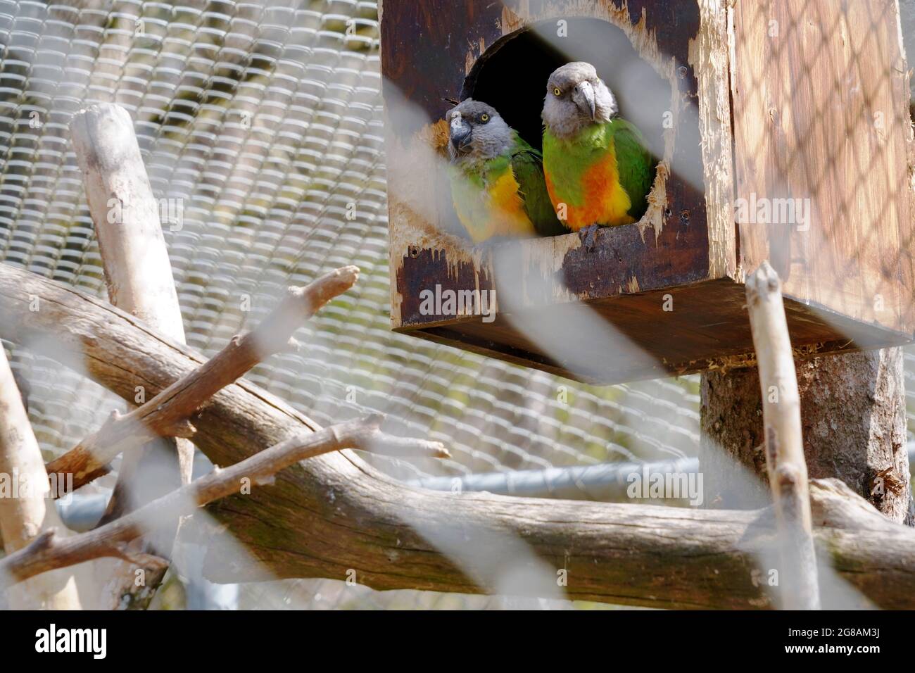 A pair of Senegal parrots in cage in a zoo. They are called Poicephalus senegalus in Latin. They are largely spread in West Africa. Stock Photo