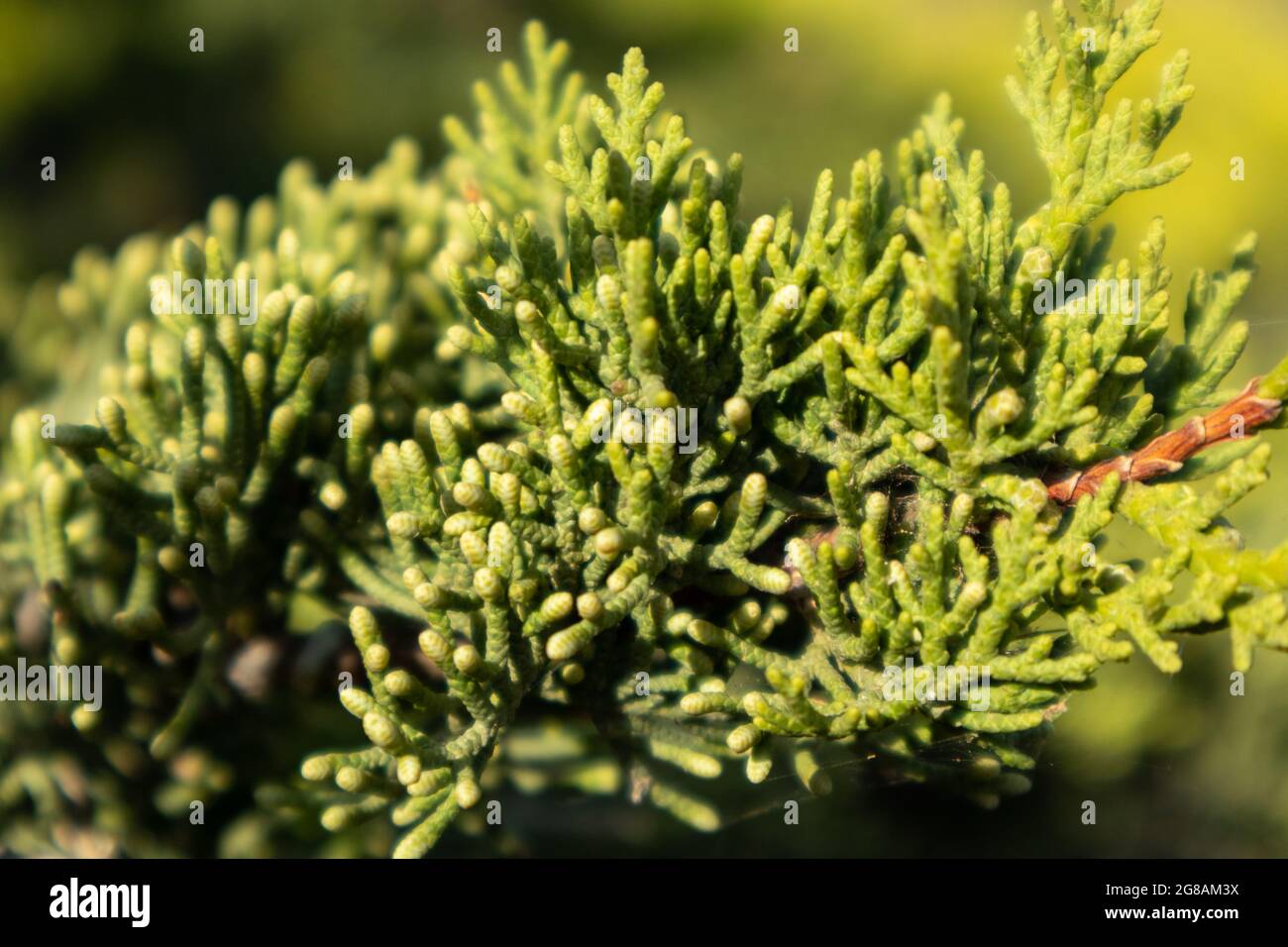 Green Juniperus excelsa, the Greek juniper evergreen tree branch fur vibrant close-up with blur, Mediterranean sea, Greece Stock Photo