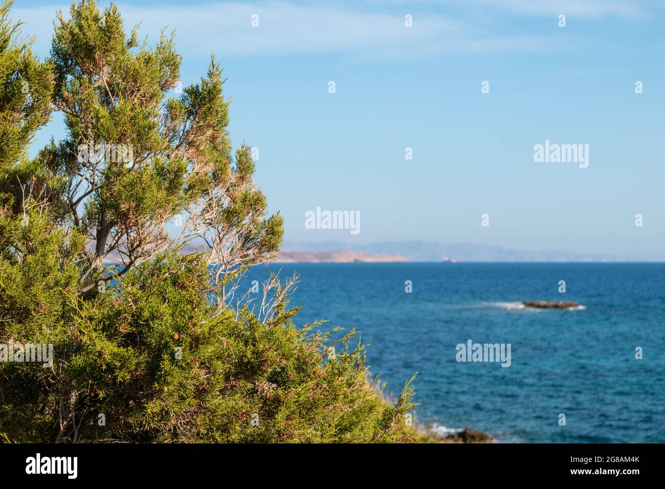 Juniperus excelsa green bush on blue wild sea shore landscape in Greece. Colorful summer view with blue clear Mediterranean sea Stock Photo