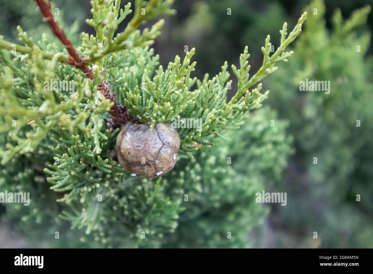 Green Juniperus excelsa and cone close-up. Greek juniper evergreen tree branch fur with background blur in Mediterranean region, Greece Stock Photo