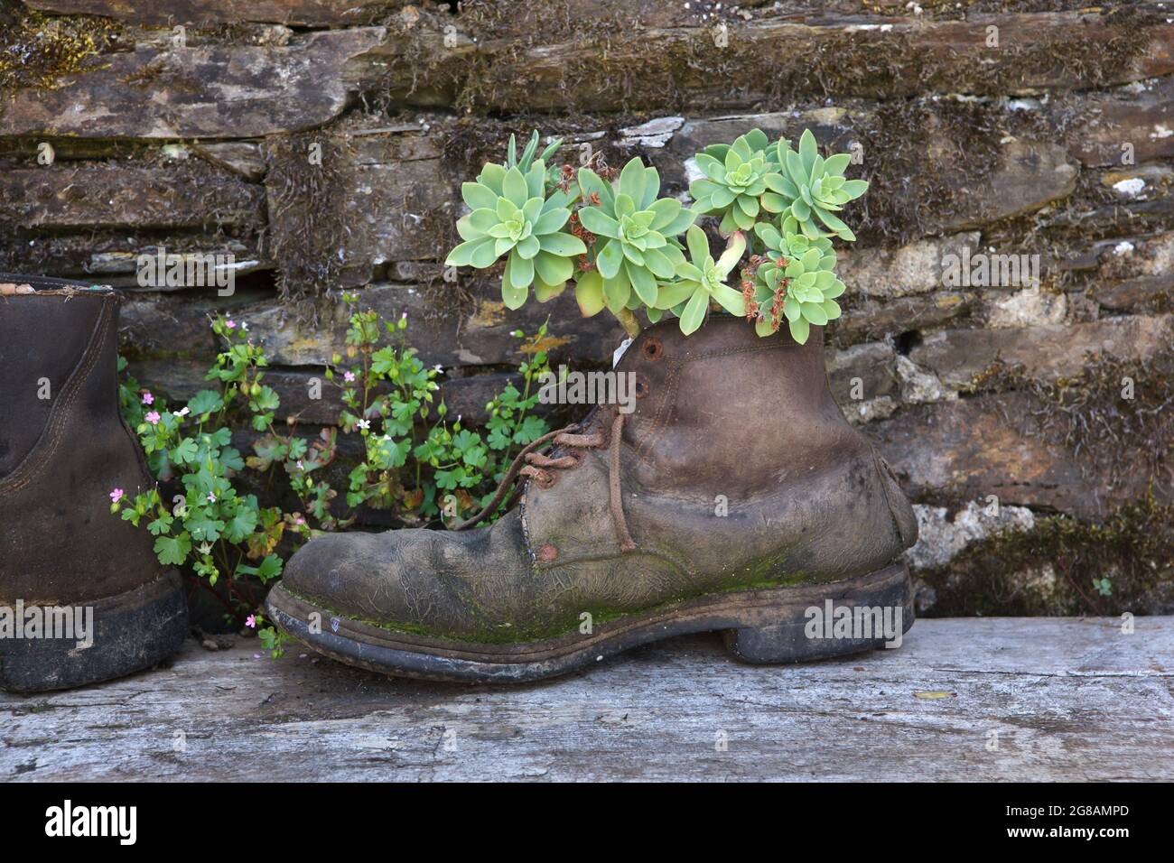 Camino de Santiago (Way of Saint James). Old pilgrim boot used as a flower pot for succulents in the pilgrim shelter (albergue) in the village of Montan in Galicia, Spain. The French route of the Camino de Santiago goes through this village on the way from Triacastela to Sarria. Stock Photo