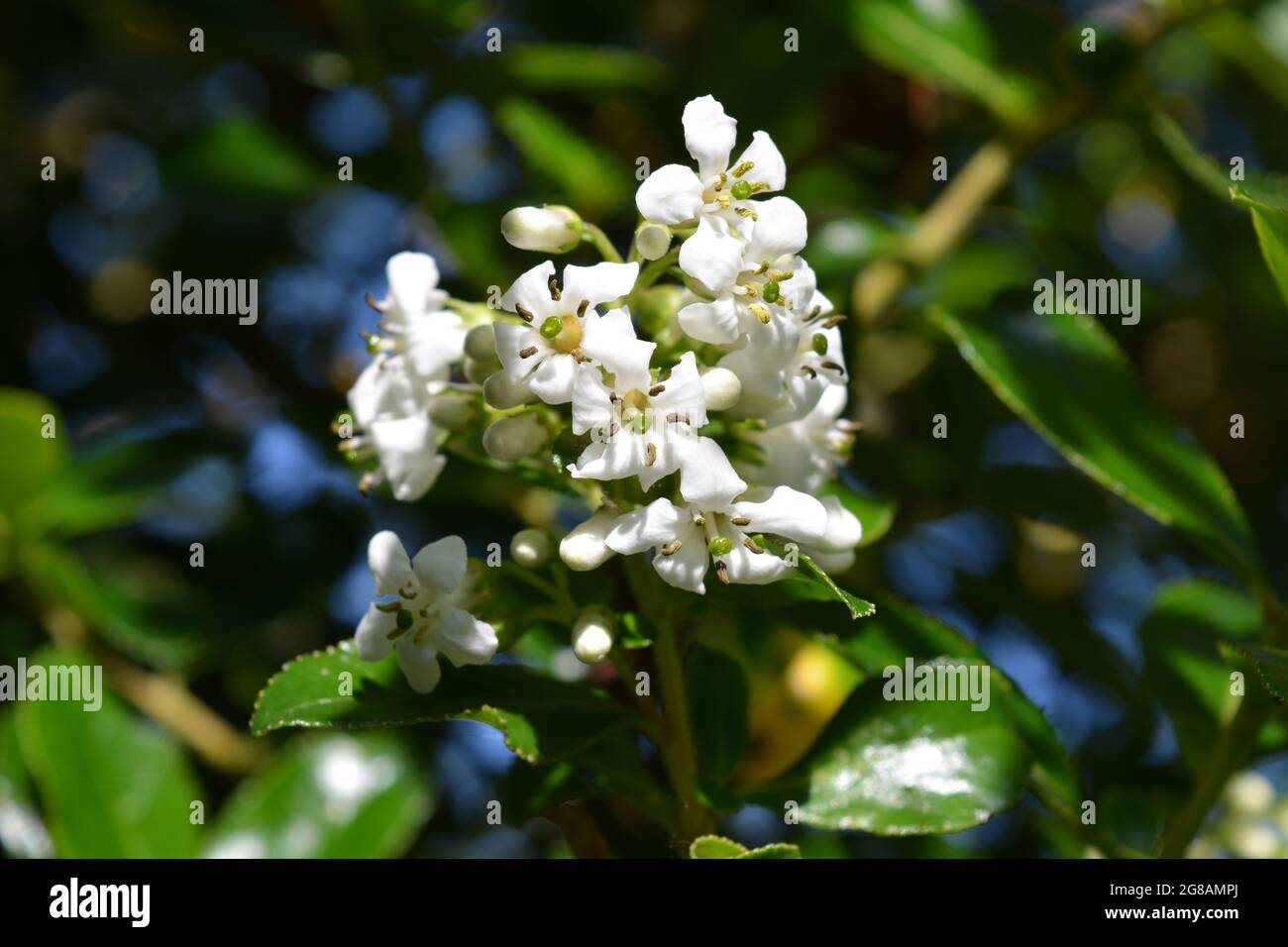 Fragrant pure white flowers of Escallonia Iveyi Stock Photo
