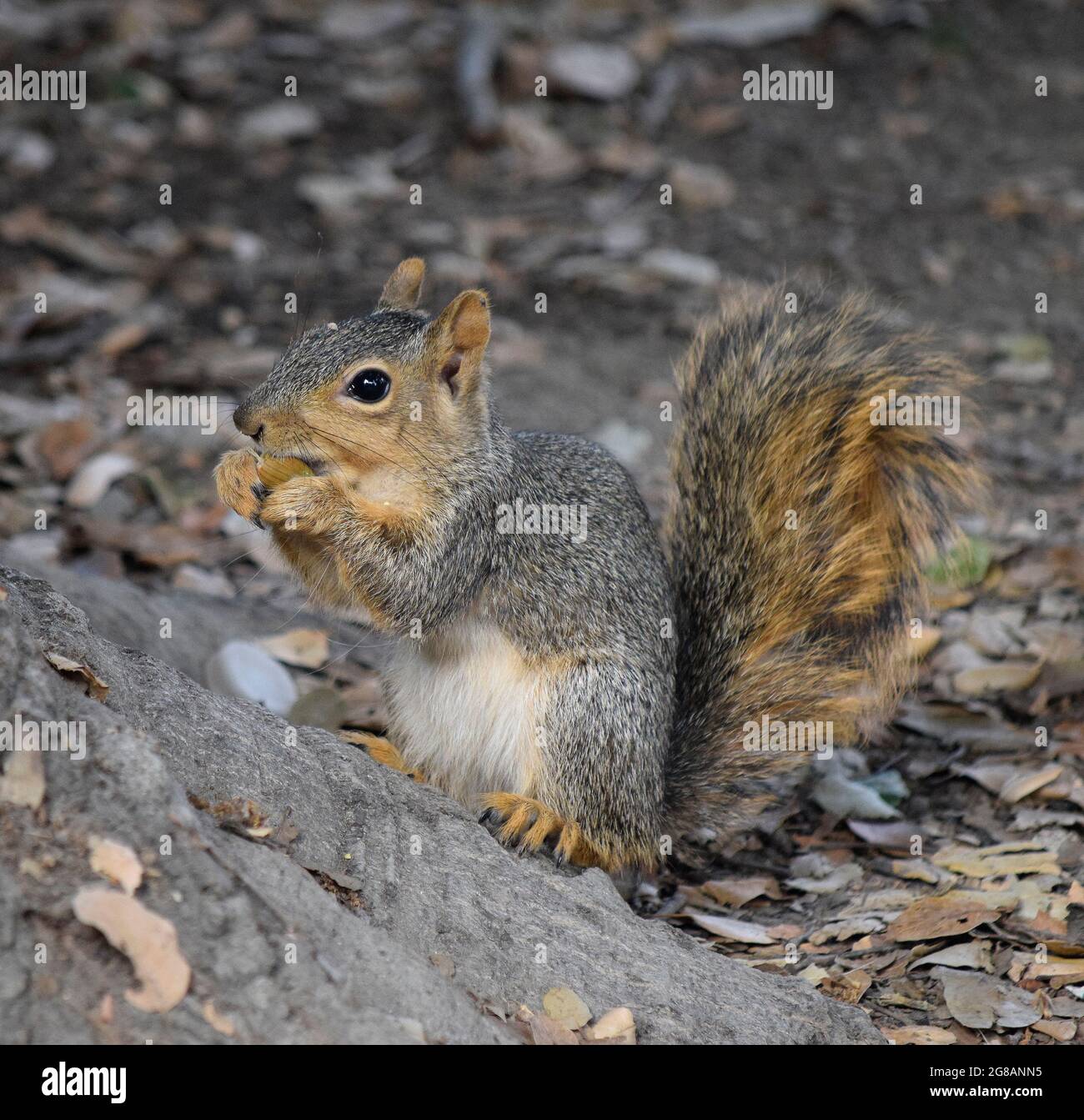 Eastern Gray squirrel feeding in Cann Park, Union City, California Stock Photo