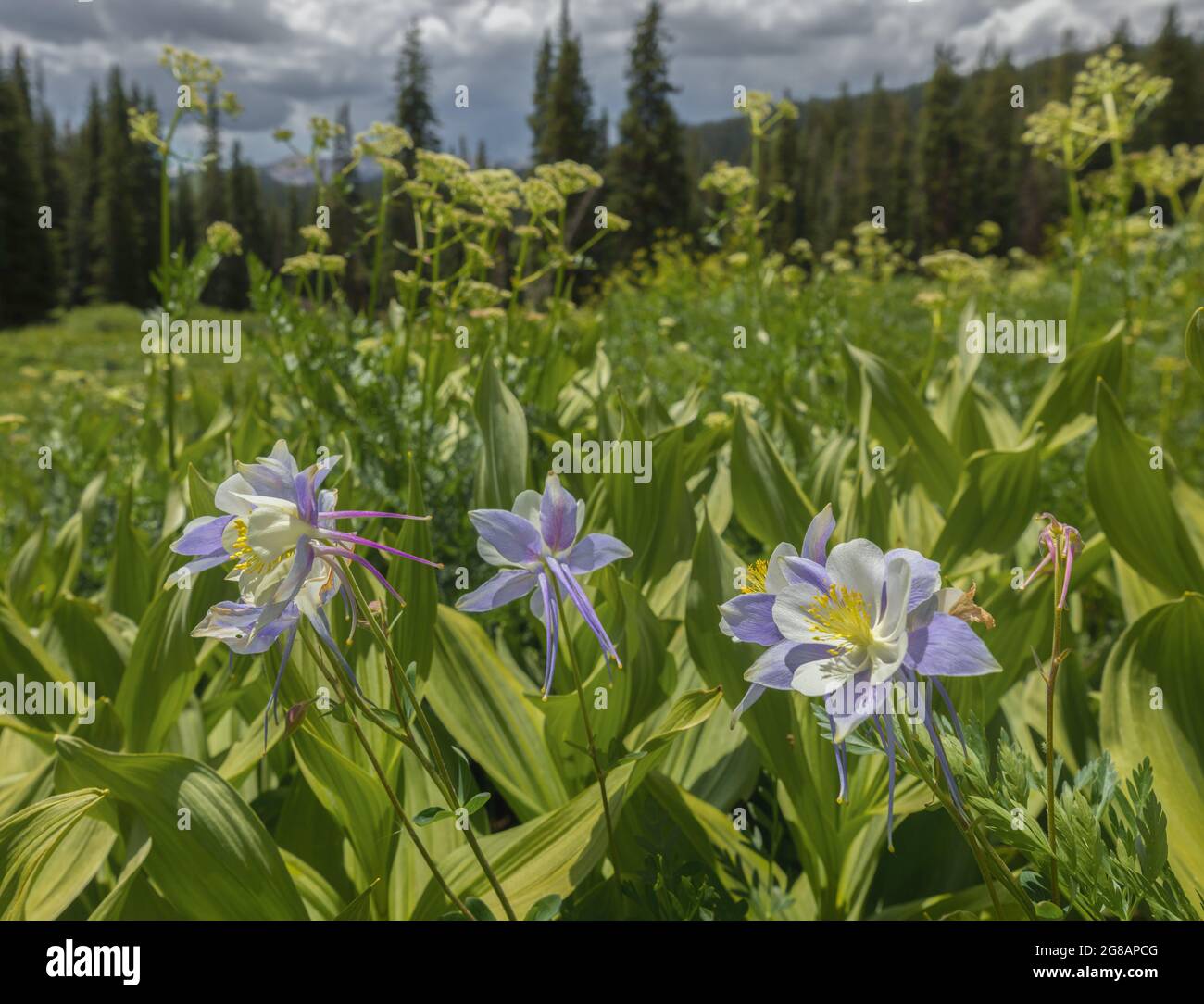 the Wildflower blooms in the Gunnison National Forest in Crested Butte